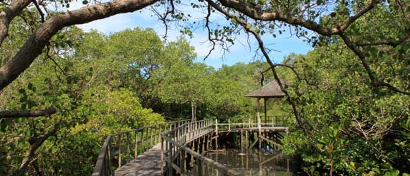 tempat wisata di denpasar - Hutan Mangrove Bali