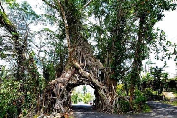 tempat wisata di denpasar - Pohon Bunut Bolong
