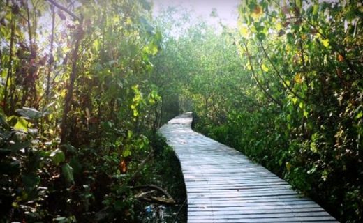 tempat wisata Hutan Mangrove Gunung Anyar di Surabaya