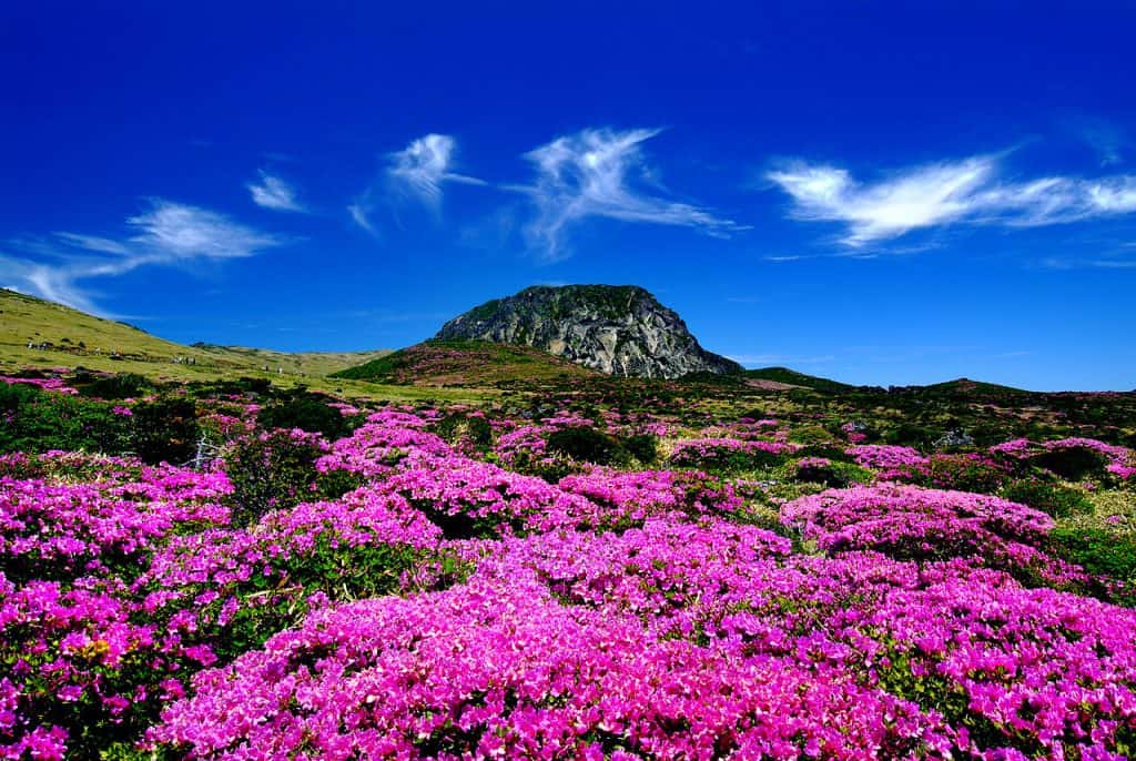 Pulau Jeju